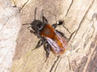 Andrena fulva female S Fuktsänkan, Hammars park, Malmö, Skåne, Sweden 20240415_0078