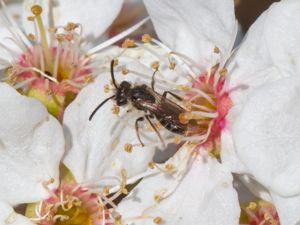 Andrena minutula - Småsandbi