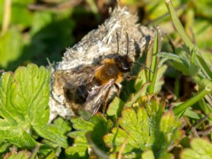 Andrena nigroaenea - Buffish Mining Bee - Gyllensandbi