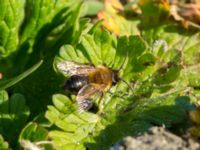 Andrena nigroaenea Tygelsjöbäckens mynning, Tygelsjö ängar, Malmö, Skåne, Sweden 20190420_0003