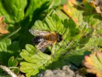 Andrena nigroaenea Tygelsjöbäckens mynning, Tygelsjö ängar, Malmö, Skåne, Sweden 20190420_0005