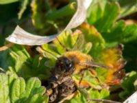 Andrena nigroaenea Tygelsjöbäckens mynning, Tygelsjö ängar, Malmö, Skåne, Sweden 20190420_0007