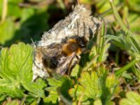 Andrena nigroaenea Tygelsjöbäckens mynning, Tygelsjö ängar, Malmö, Skåne, Sweden 20190420_0002