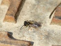 Andrena praecox Bronsåldersgatan 2, Malmö, Skåne, Sweden 20190414_0011