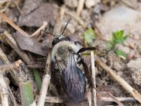 Andrena vaga Husie mosse, Malmö, Skåne, Sweden 20160402_0007