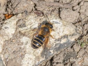 Andrena flavipes - Bandsandbi