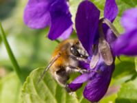 Anthophora plumipes Kungsparken, Malmö, Skåne, Sweden 20140328B_0059