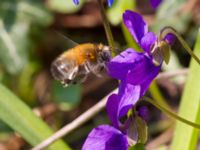 Anthophora plumipes Kungsparken, Malmö, Skåne, Sweden 20140328B_0061