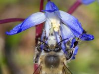 Anthophora plumipes Västervång, Malmö, Skåne, Sweden 20120330B 034