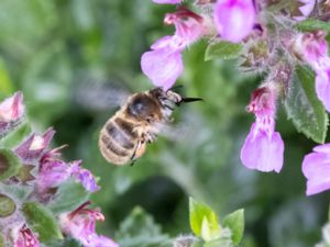 Anthophora quadrimaculata - Örtagårdsbi