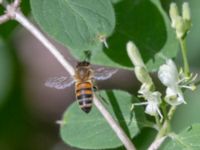 Apis mellifera Hammars park, Malmö, Skåne, Sweden 20240512_0188