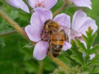 Apis mellifera Slottsträdgården, Malmö, Skåne, Sweden 20210722_0073