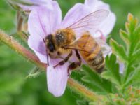 Apis mellifera Slottsträdgården, Malmö, Skåne, Sweden 20210722_0074