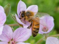 Apis mellifera Slottsträdgården, Malmö, Skåne, Sweden 20210722_0077