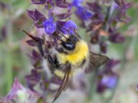 Bombus barbutellus Svanetorpsvägen, Åkarp, Lomma, Skåne, Sweden 20160726B_0021