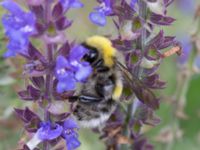 Bombus barbutellus Svanetorpsvägen, Åkarp, Lomma, Skåne, Sweden 20160726B_0023