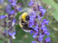 Bombus barbutellus Svanetorpsvägen, Åkarp, Lomma, Skåne, Sweden 20160726B_0018