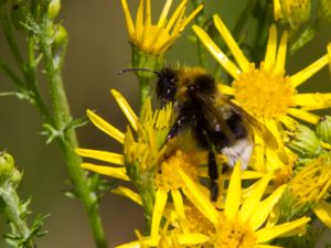 Bombus bohemicus - Bohemian Cuckoo-bee - Jordsnylthumla