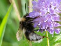 Bombus bohemicus Djungelparken, Bunkeflostrand, Malmö, Skåne, Sweden 20220802_0187