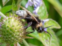 Bombus bohemicus Djungelparken, Bunkeflostrand, Malmö, Skåne, Sweden 20220802_0195