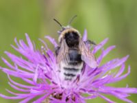 Bombus bohemicus Lilla kalkbrottet, Klagshamns udde, Malmö, Skåne, Sweden 20230814_0102