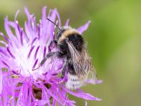 Bombus bohemicus Lilla kalkbrottet, Klagshamns udde, Malmö, Skåne, Sweden 20230814_0110