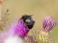 Bombus bohemicus Oljesjödiket, Malmö, Skåne, Sweden 20220729_0002