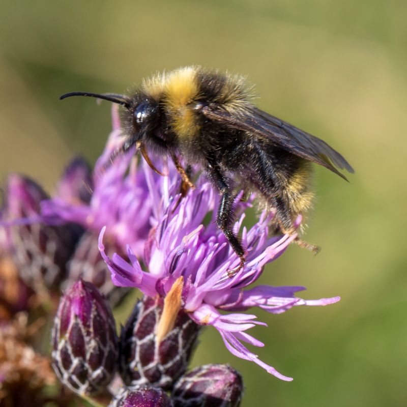 Bombus campestris - Field Cuckoo-bee - Åkersnylthumla