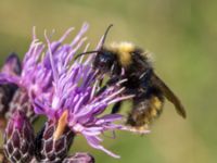 Bombus campestris Lilla kalkbrottet, Klagshamns udde, Malmö, Skåne, Sweden 20150806_0137