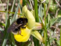 Bombus hortorum Gunnarstorp, Mörbylångar, Öland, Sweden 20150606_0056