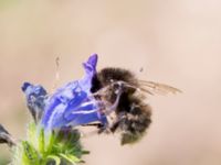 Bombus hortorum Husie mosse, Malmö, Skåne, Sweden 20150809_0012