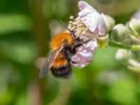 Bombus hypnorum Ödetomterna, Bunkeflo strandängar, Malmö, Skåne, Sweden 20220624_0063