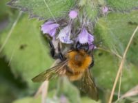 Bombus hypnorum Helikopterplattan, Scaniaparken, Malmö, Skåne, Sweden 20220710_0023