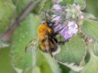 Bombus hypnorum Helikopterplattan, Scaniaparken, Malmö, Skåne, Sweden 20220710_0026