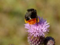 Bombus lapidarius Grimsbygatan, Malmö, Skåne, Sweden 20190616_0018