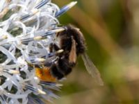 Bombus lapidarius Krokbäcksparken, Malmö, Skåne, Sweden 20220728_0036