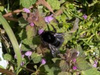 Bombus lapidarius Limhamnsfältet, Ribersborg, Malmö, Skåne, Sweden 20200416_0006