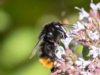 Bombus lapidarius Luftkastellet, Lernacken, Malmö, Skåne, Sweden 20240720_0058