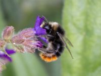 Bombus lapidarius male NV grandungen, Toarp, Malmö, Skåne, Sweden 20230726_0081