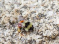 Bombus lapponicus Milepost 13, Denali Highway, Alaska, USA 20140627_0361