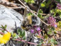 Bombus lucorum Ö hamnen, Klagshamns udde, Malmö, Skåne, Sweden 20230708_0162