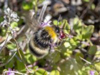 Bombus lucorum Ö hamnen, Klagshamns udde, Malmö, Skåne, Sweden 20230708_0165