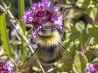 Bombus lucorum Ö hamnen, Klagshamns udde, Malmö, Skåne, Sweden 20230708_0167