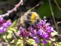 Bombus lucorum Ö hamnen, Klagshamns udde, Malmö, Skåne, Sweden 20230708_0174