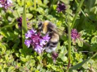 Bombus lucorum Ö hamnen, Klagshamns udde, Malmö, Skåne, Sweden 20230708_0201