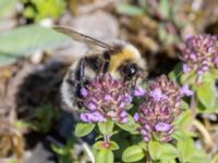 Bombus lucorum Ö hamnen, Klagshamns udde, Malmö, Skåne, Sweden 20230708_0208