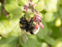 Bombus lucorum Hamnen, Klagshamns udde, Skåne, Sweden 20241012_0036