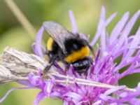 Bombus lucorum Lilla kalkbrottet, Klagshamns udde, Malmö, Skåne, Sweden 20230814_0131