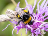 Bombus lucorum Lilla kalkbrottet, Klagshamns udde, Malmö, Skåne, Sweden 20230814_0133