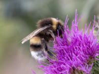 Bombus lucorum NV grandungen, Toarp, Malmö, Skåne, Sweden 20230726_0010